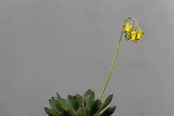 Flor de la Echeveria Echeveria pelusida — Foto de Stock