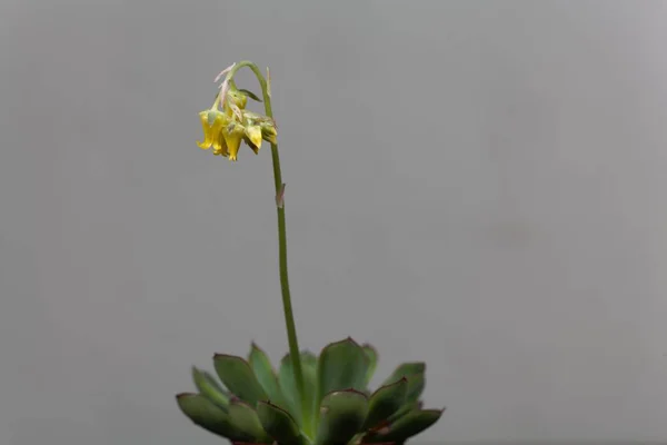 Flor de la Echeveria Echeveria pelusida — Foto de Stock