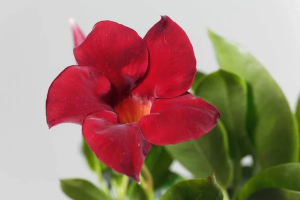 Brezilya Yasemini, Mandevilla sanderi. — Stok fotoğraf