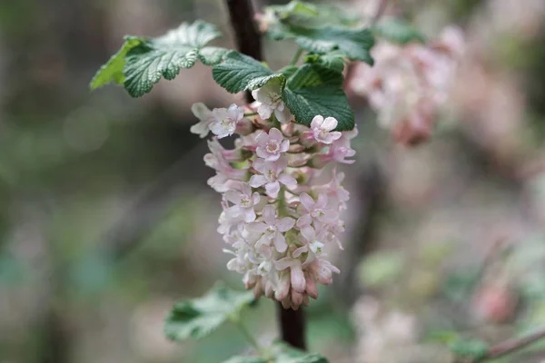 Květinové rybízové květy, Ribes sanguineum — Stock fotografie