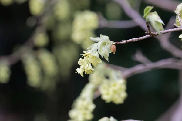 Flowers of Corylopsis glabrescens . — Stock Photo, Image