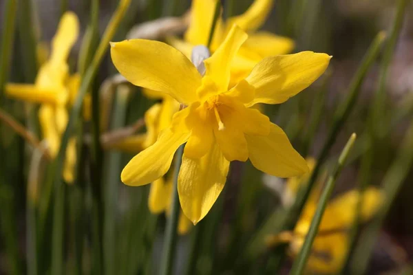 Campernell Jonquille, Narcissus x odorus — Zdjęcie stockowe