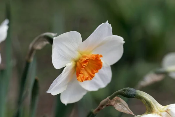 Kwiat małego Narcyza Barret Browning — Zdjęcie stockowe