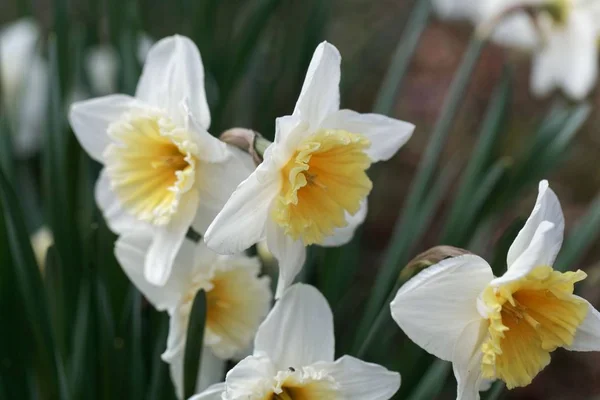 Narcissus med en orange kopp och en vit kronblad ring. — Stockfoto