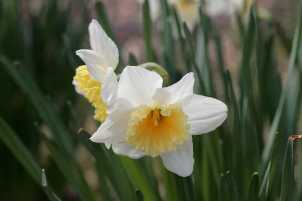 Narcissus with an orange cup and a white petal ring. — Stock Photo, Image