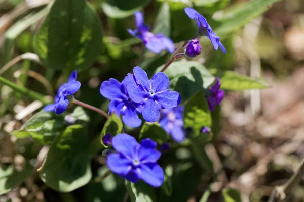 Creeping navelwort, Omphalodes verna — Stock Fotó