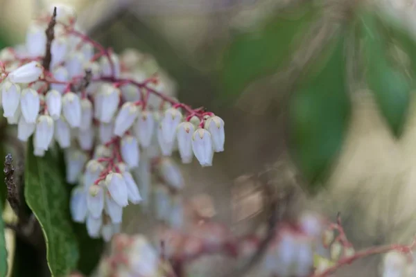 Flores de un andrómeda japonés, Pieris japonica . — Foto de Stock