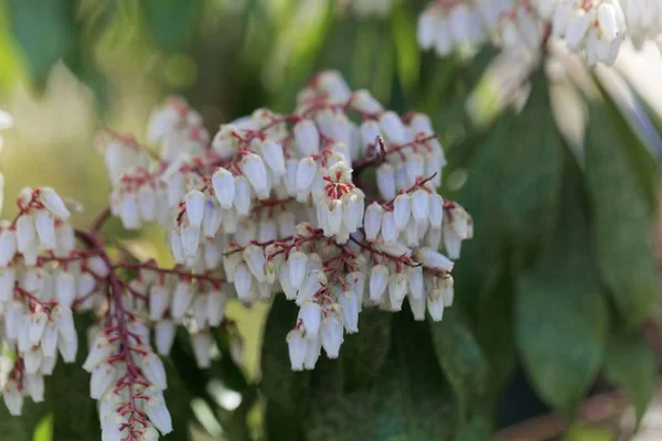 Blossoms of a Japanese andromeda, Pieris japonica. — Stock Photo, Image