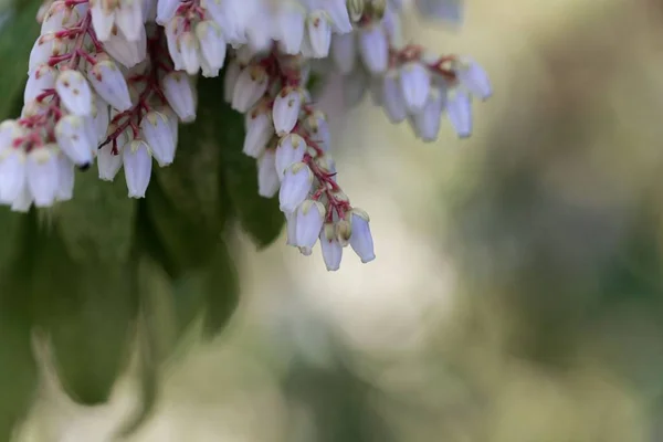 Flores de um andromeda japonês, Pieris japonica . — Fotografia de Stock