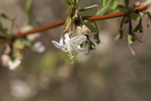 Kwiaty z pachnące Honeysuckle, Lonicera perftissima — Zdjęcie stockowe