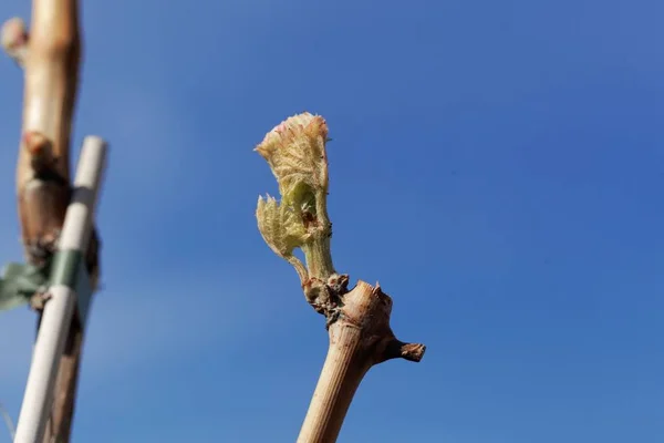 Bud of common grape vine, Vitis vinifera. — Stock Image Bud of common grape vine, Vitis vinifera. Stock Photo