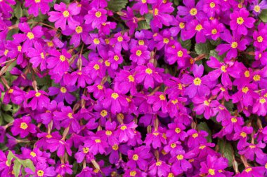 Primula x Pruhoniciana 'nın pembe çiçekleri 