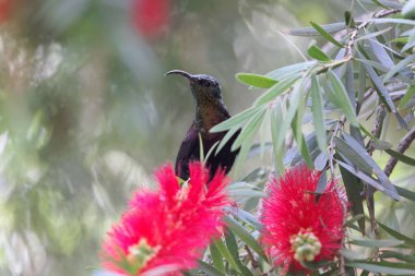 Tacazze sunbird (Nektarinia tacazze) bir Callistemon çiçek üzerinde. 