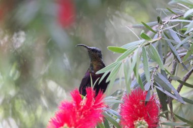 Tacazze sunbird (Nektarinia tacazze) bir Callistemon çiçek üzerinde. 