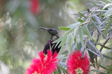 Tacazze sunbird (Nektarinia tacazze) bir Callistemon çiçek üzerinde. 