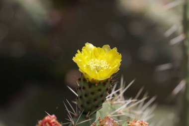 Dikenli armut çiçeği, Opuntia ficus-indica.