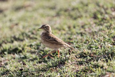 Afrika pipiti , Anthus cinnamomeus