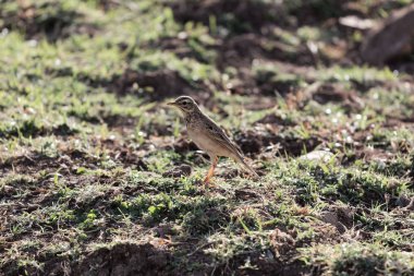 Afrika pipiti , Anthus cinnamomeus