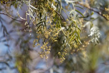 Perulu biber ağacının çiçekleri, Schinus molle