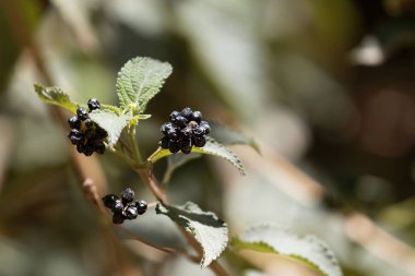 Bir çöl gülü meyveleri, Lantana camara, 
