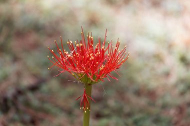 Bir kan zambağı çiçeği, Scadoxus multiflorus