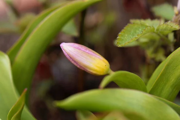 Flor de la especie tulipán Tulipa bakeri de Creta . — Foto de Stock