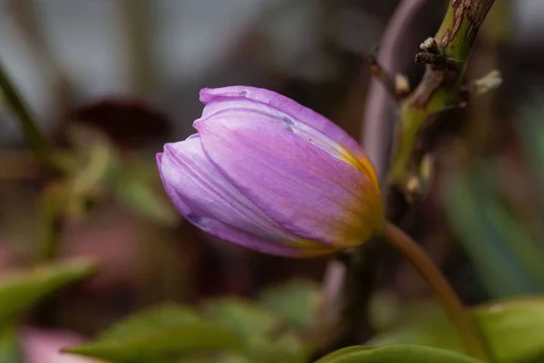 Blüte der Tulpenart tulipa bakeri aus Beton. — Stockfoto