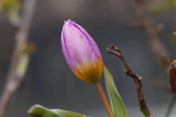 Flor de la especie tulipán Tulipa bakeri de Creta . — Foto de Stock