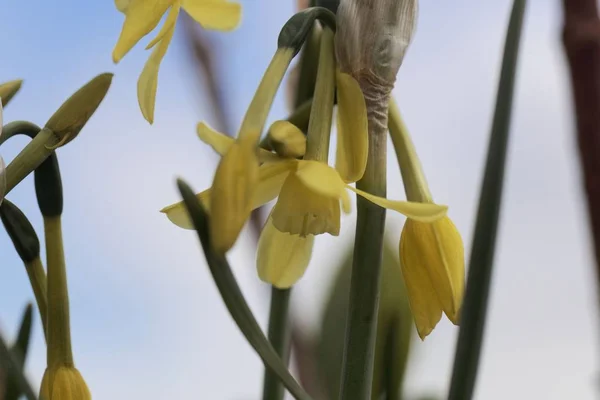 Flor de un Narciso triandro — Foto de Stock
