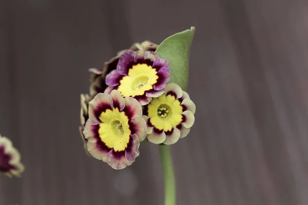 Flor de la fórmula, Primula x hortensis . — Foto de Stock