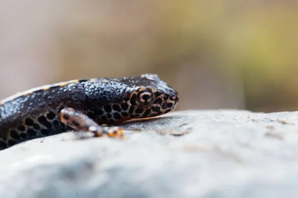 Cabeça de um tritão alpino, Ichthyosaura alpestris — Fotografia de Stock