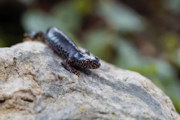 Male alpine newt, Ichthyosaura alpestris