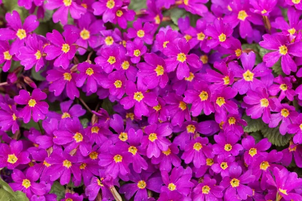 stock image Pink flowers of Primula x pruhoniciana 