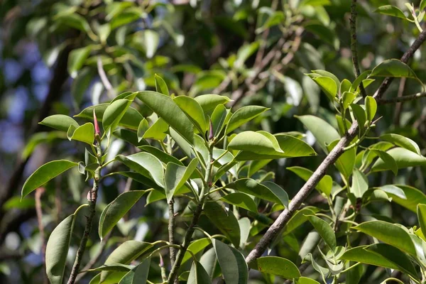 Hojas de un higo de goma, Ficus elastica . — Foto de Stock