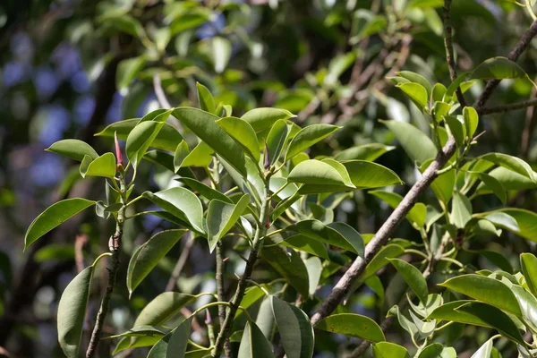 Hojas de un higo de goma, Ficus elastica . — Foto de Stock