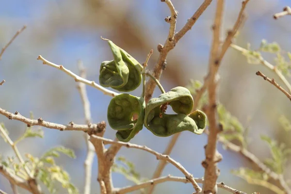 Bir şemsiye diken akasya meyveleri, Vachellia tortilis