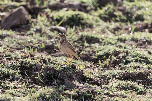 Afrikaanse Pieper, Anthus cinnamomeus — Stockfoto