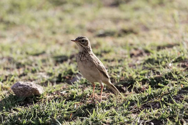 Pipit africano, Anthus cinnamomeus — Foto de Stock