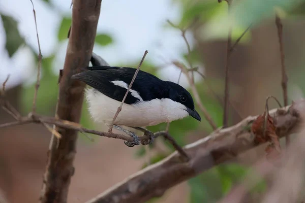 Een Ethiopische boubou, laniarius aethiopicus, in een boom. — Stockfoto