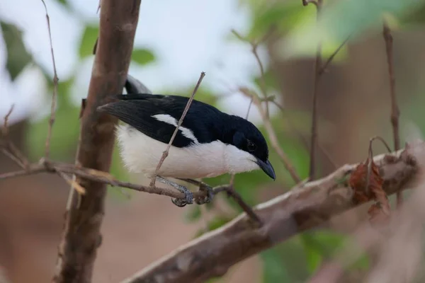 Un bubú etíope, Laniarius aethiopicus, en un árbol . — Foto de Stock