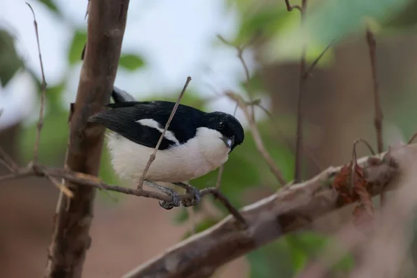 Ein äthiopischer boubou, laniarius aethiopicus, in einem Baum. — Stockfoto