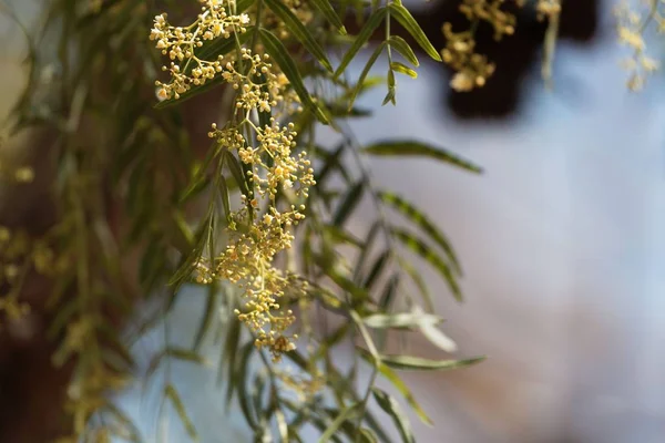 Flores de uma árvore de pimenta peruana, Schinus molle — Fotografia de Stock