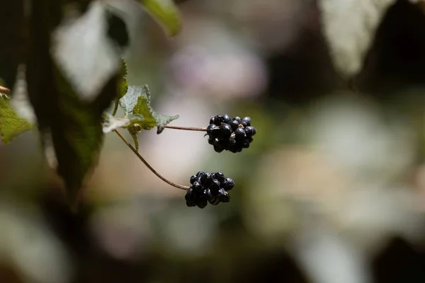 Frutos de uma rosa do deserto, Lantana camara , — Fotografia de Stock