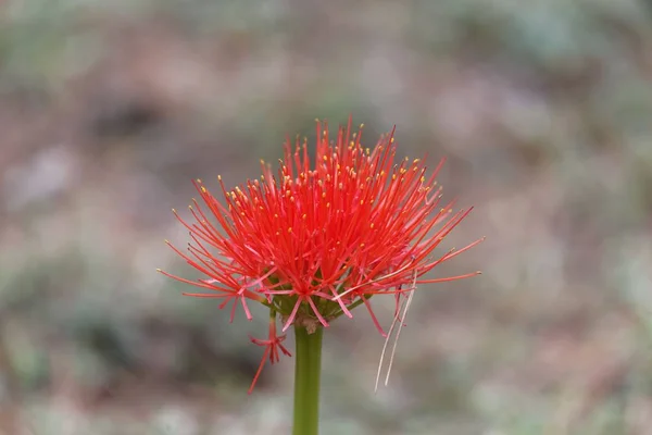 Fiore di un giglio di sangue, Scadoxus multiflorus — Foto Stock