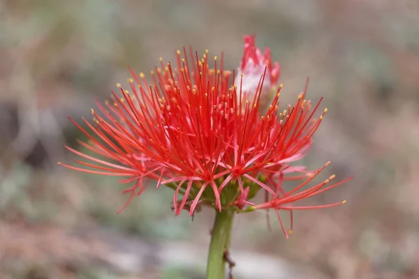 Fiore di un giglio di sangue, Scadoxus multiflorus — Foto Stock