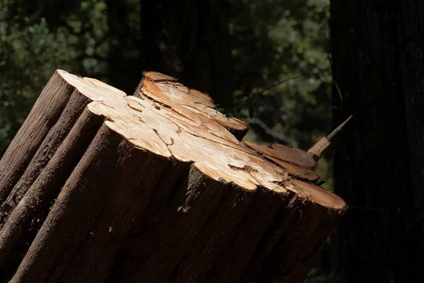 Stump of an African Juniper tree, in a forest in East Africa. — Stock Photo, Image