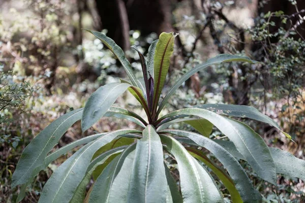 Растение вида Lobelia gibberoa, в естественной среде обитания — стоковое фото