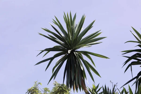 Liście Smoczego drzewa DRACAENA steudneri — Zdjęcie stockowe