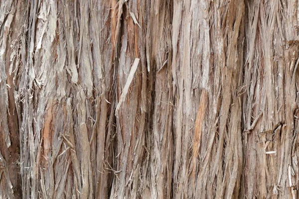Bark av ett afrikanskt enbärsträd, Juniperus Procera — Stockfoto