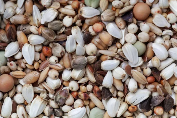 Mixture of grains and seeds Royalty Free Stock Images